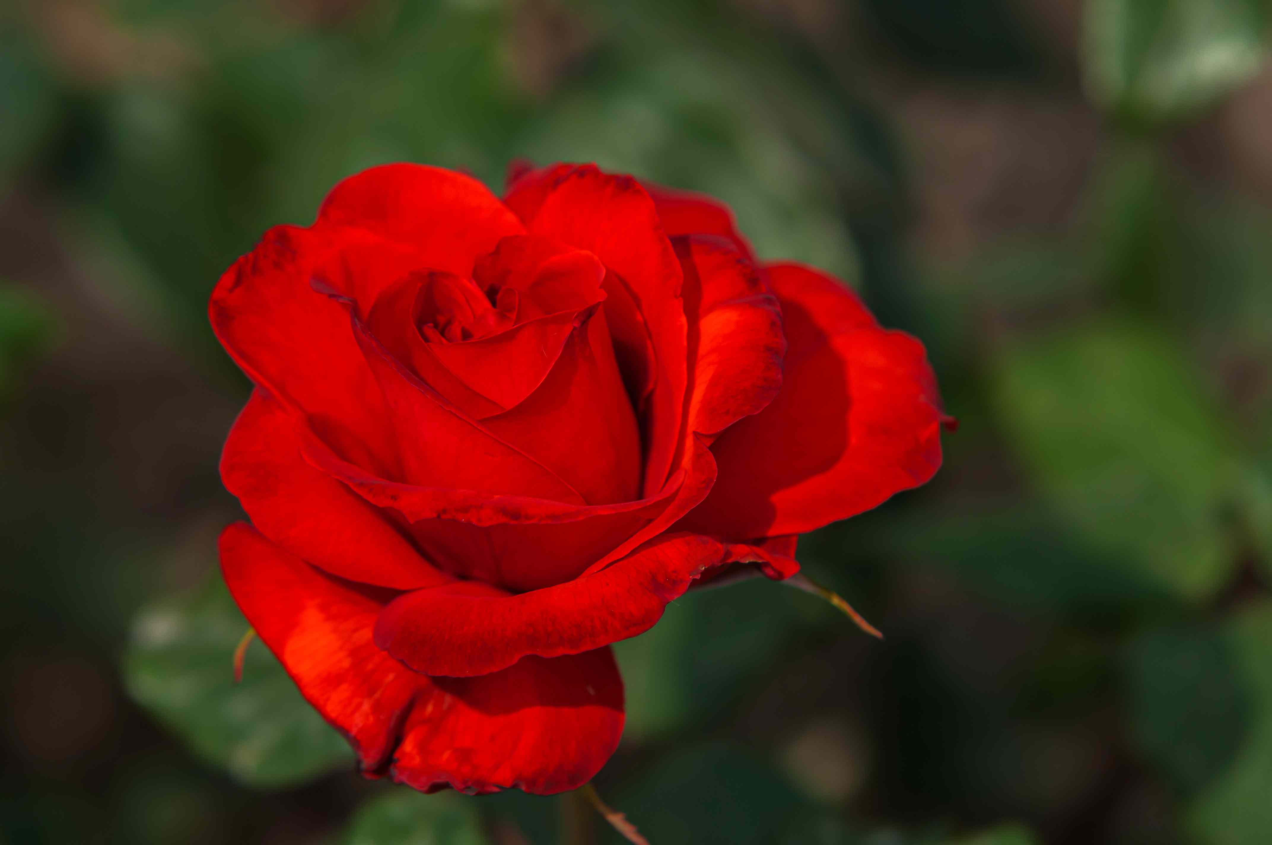 Detail Image Of A Rose Nomer 34