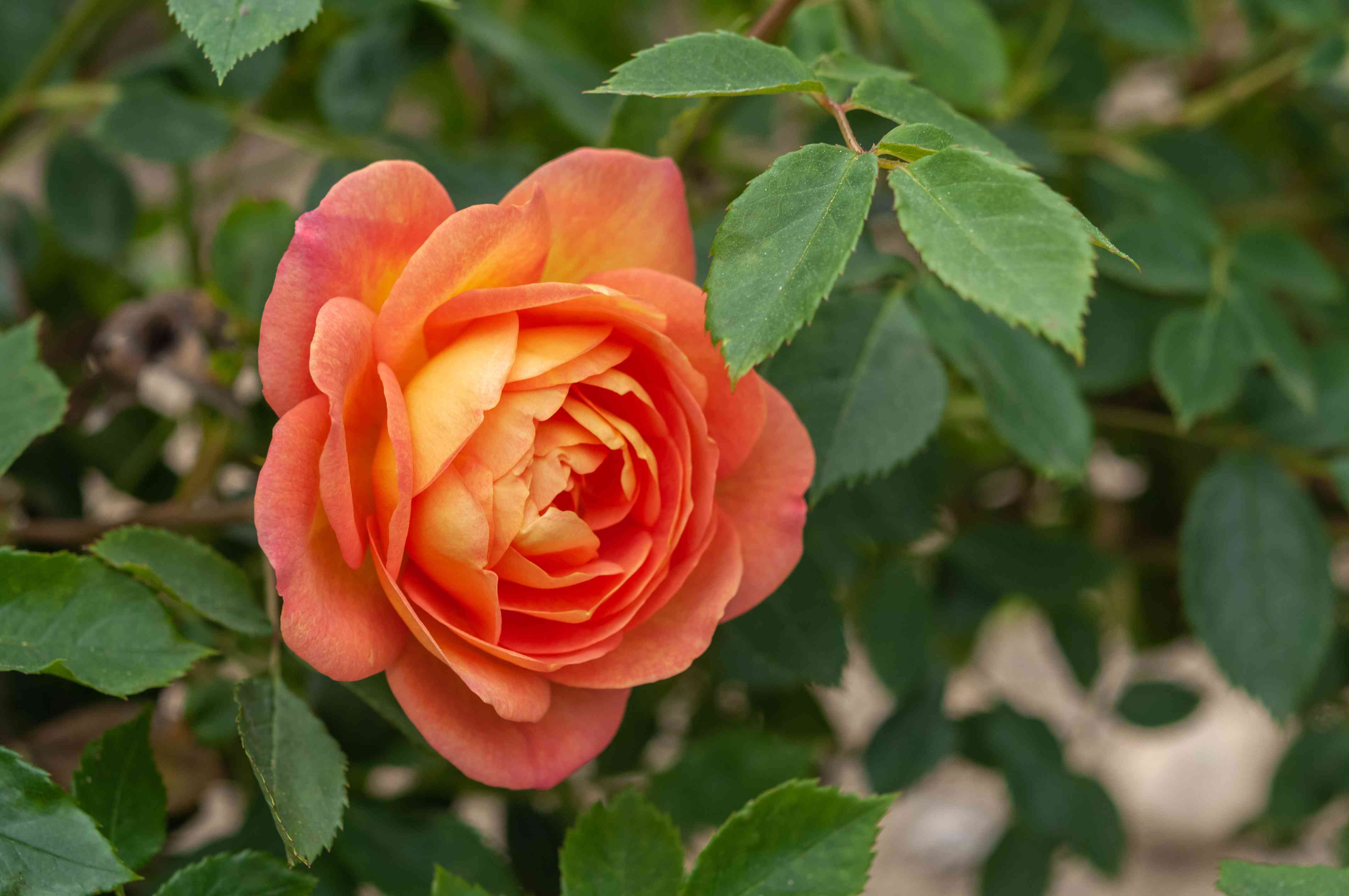Detail Image Of A Rose Nomer 44