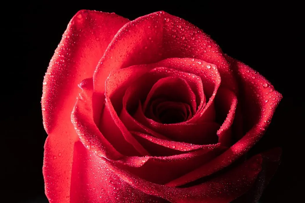 Detail Image Of A Rose Nomer 53