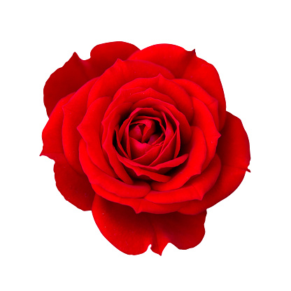 Detail Image Of A Rose Nomer 8