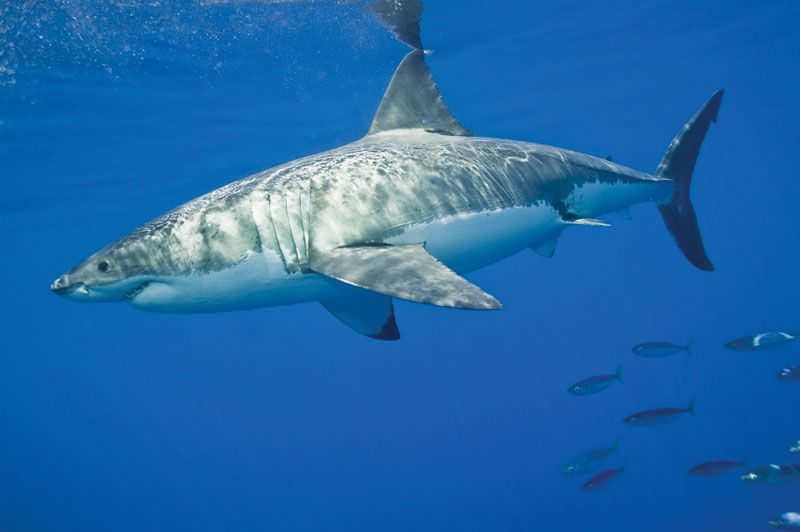 Detail Image Of A Shark Nomer 18