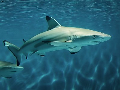Detail Image Of A Shark Nomer 39