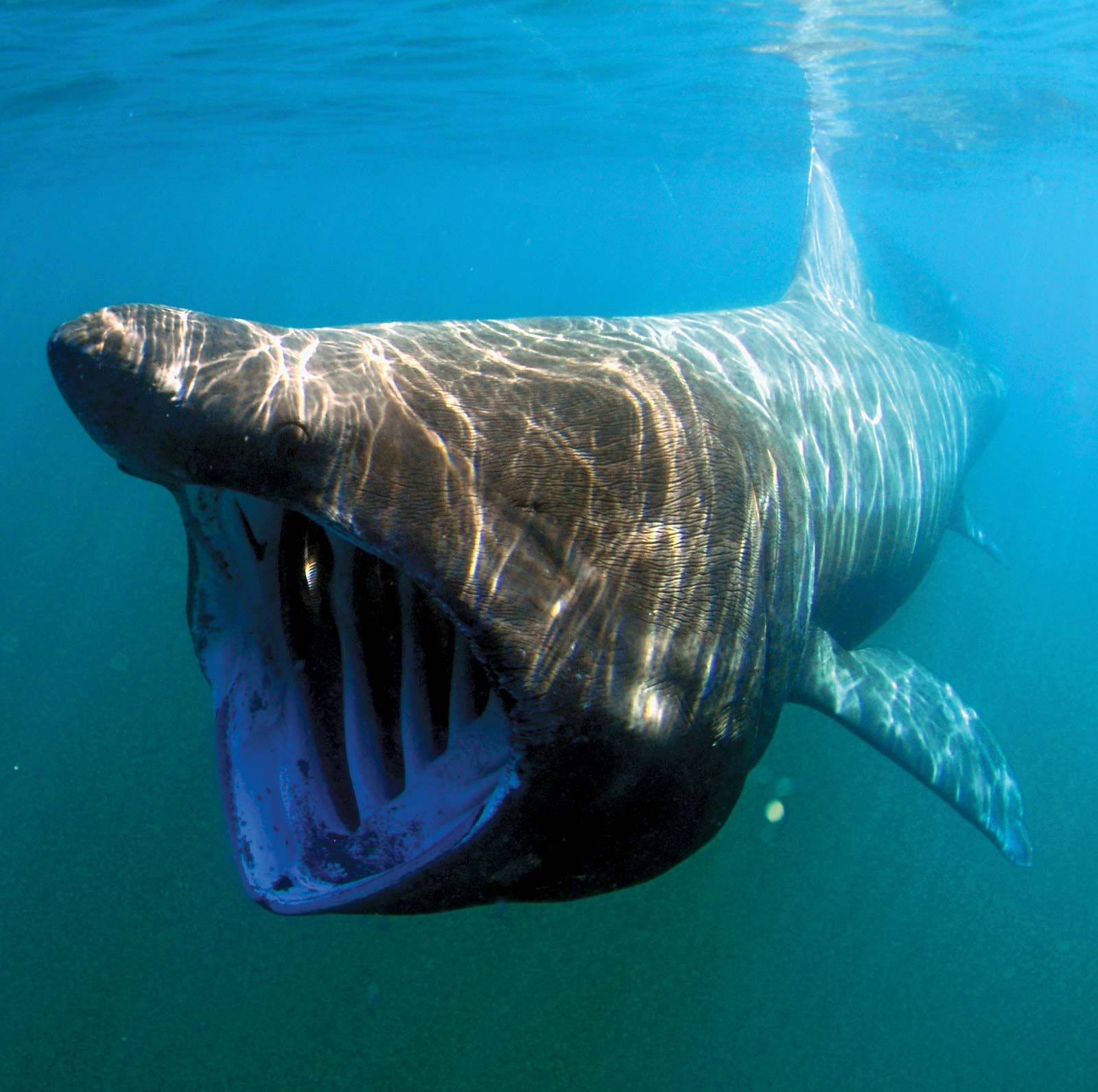 Detail Image Of A Shark Nomer 45