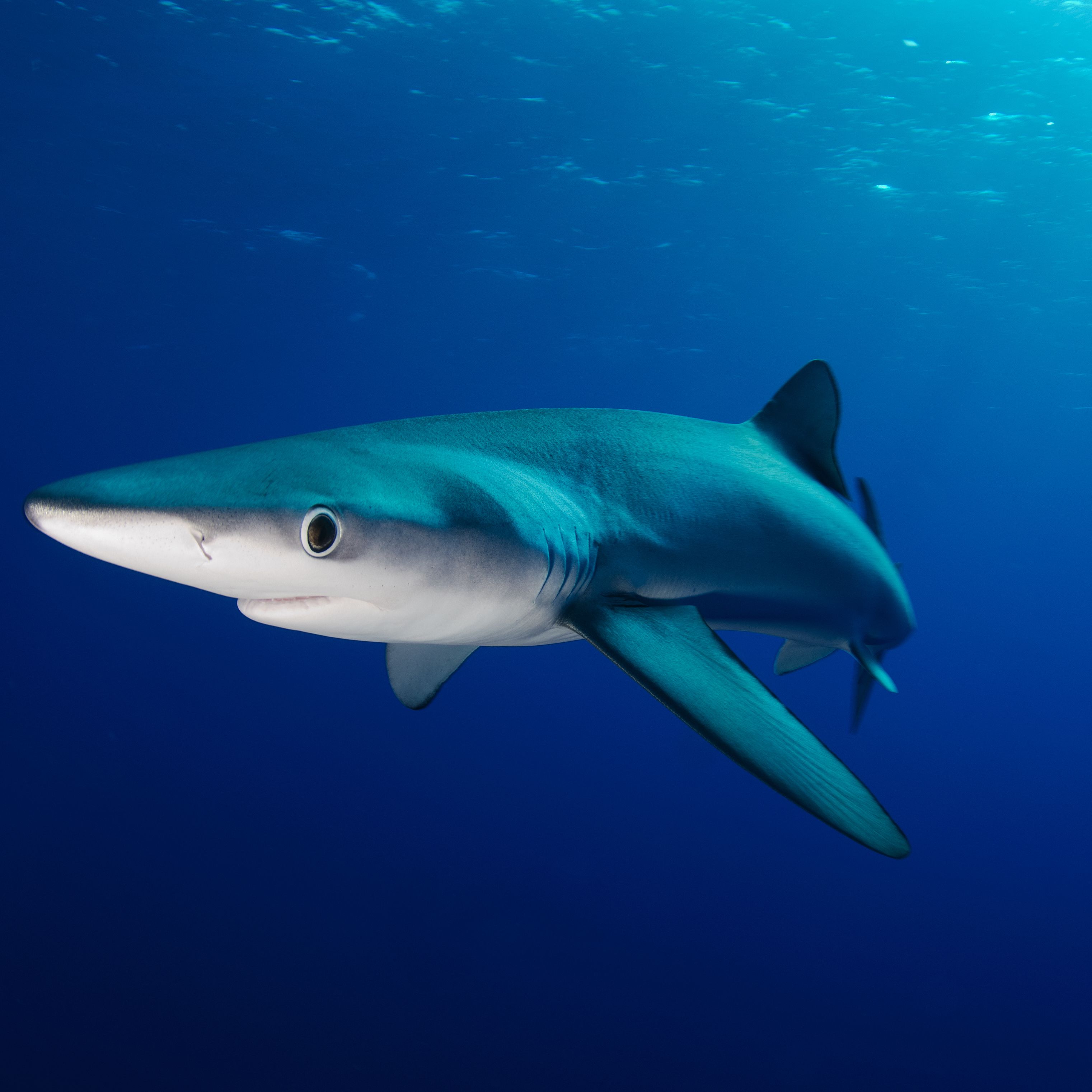 Detail Image Of A Shark Nomer 51
