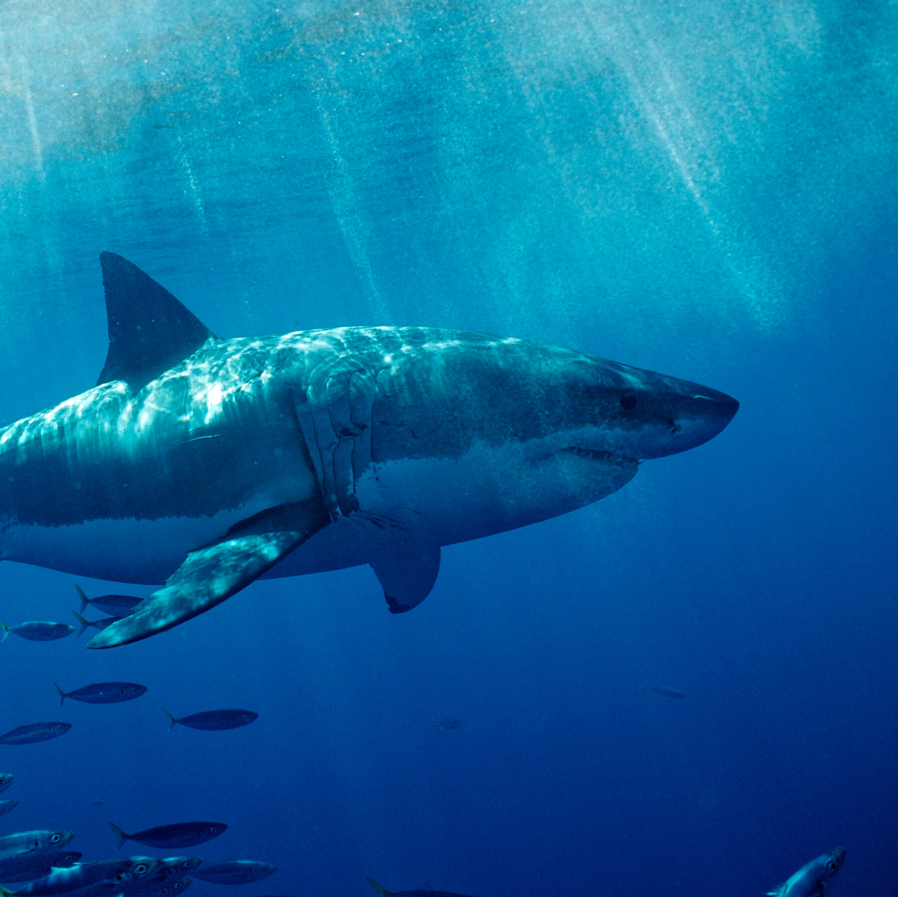 Detail Image Of A Shark Nomer 52