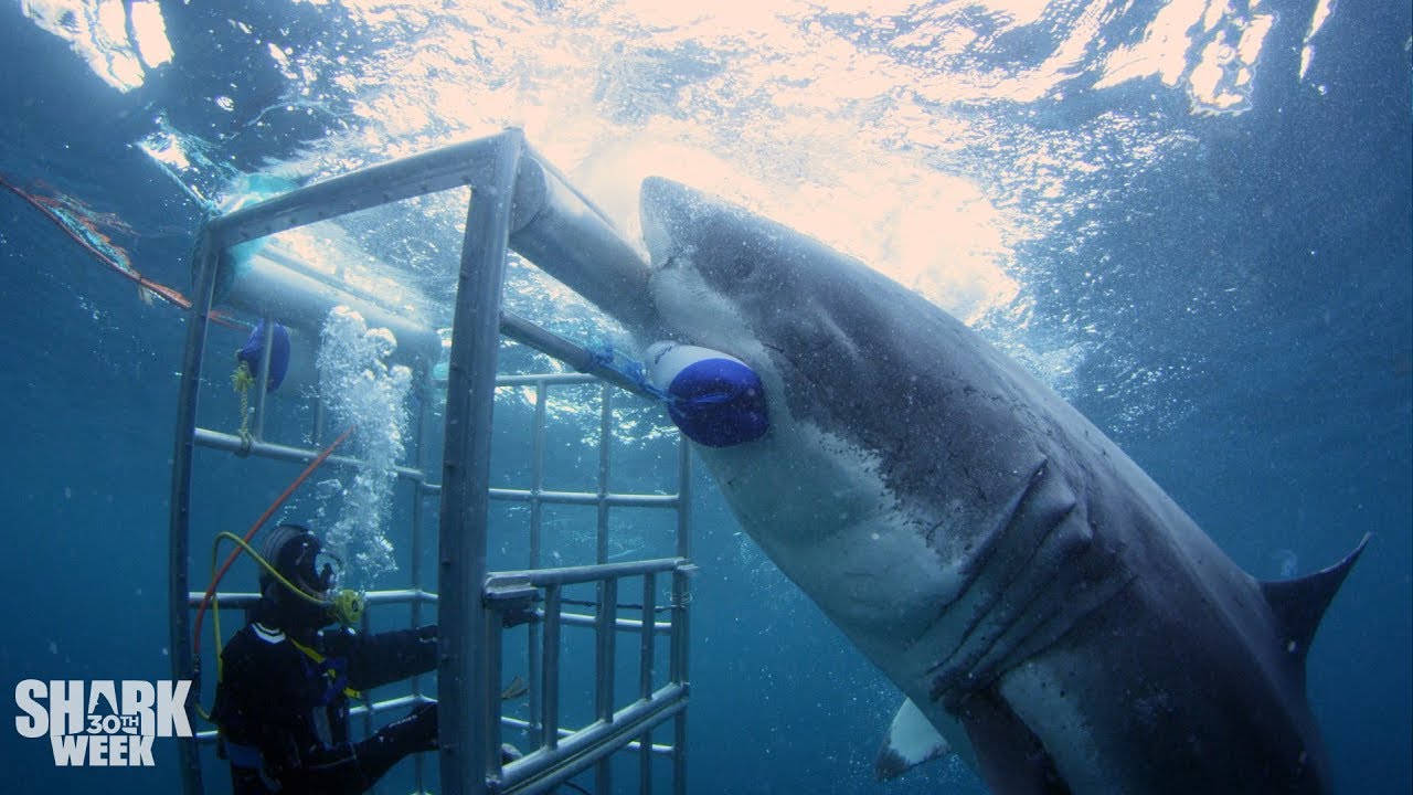 Detail Image Of A Shark Nomer 54