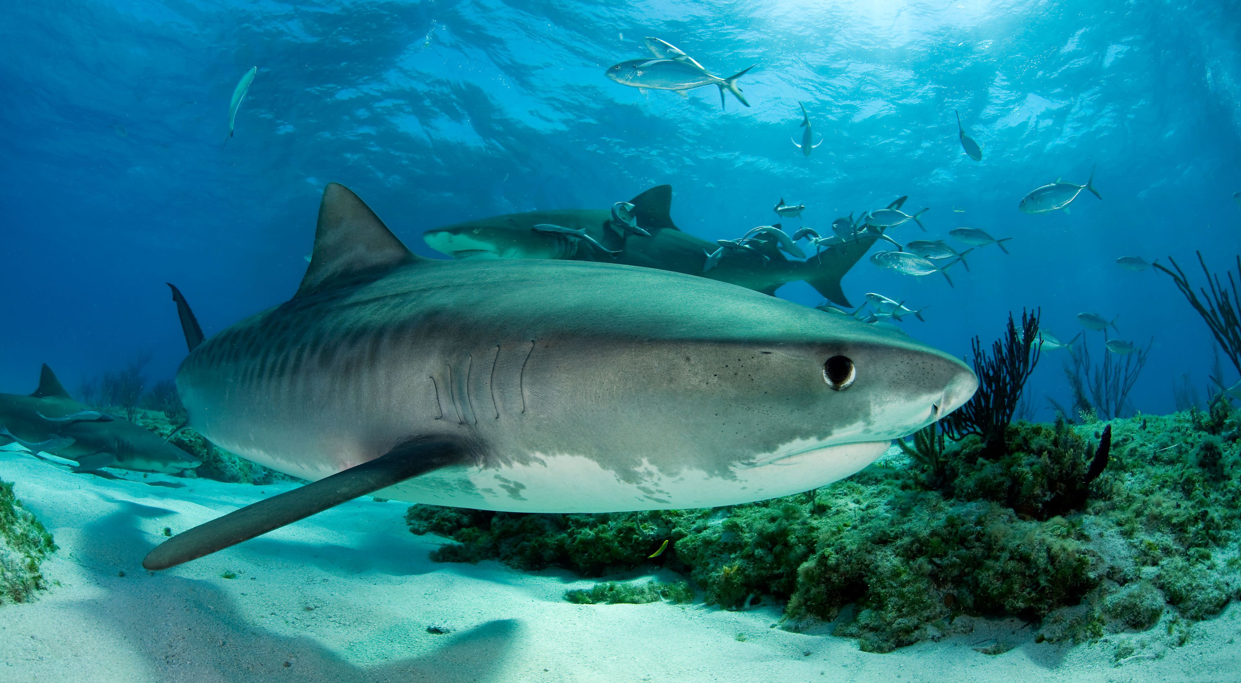 Detail Image Of A Shark Nomer 55