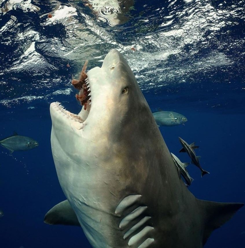 Detail Image Of A Shark Nomer 56
