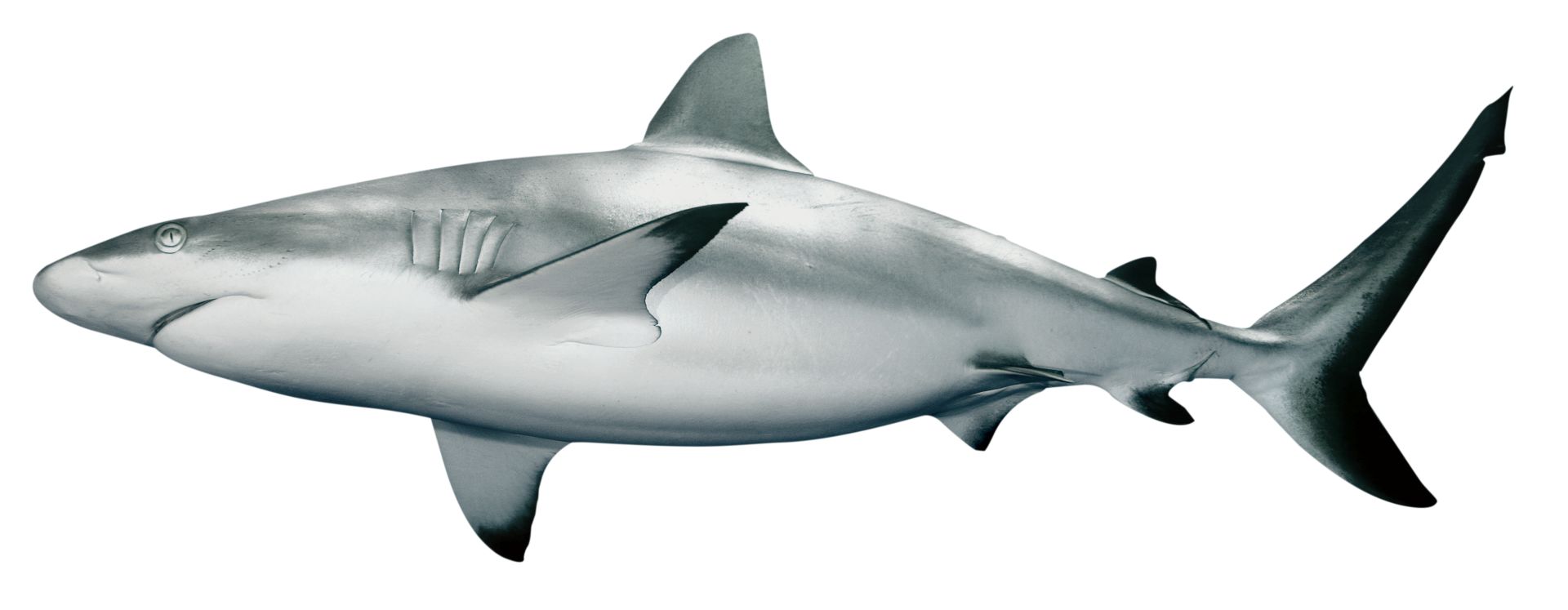 Detail Image Of A Shark Nomer 10