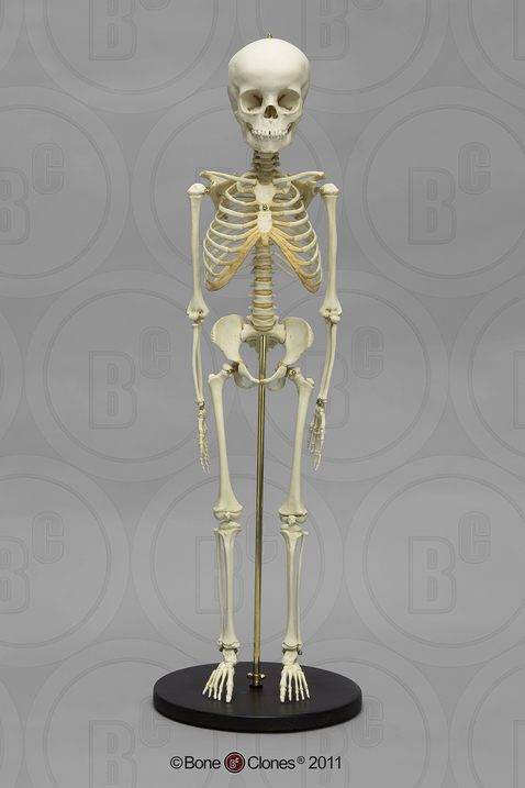 Detail Image Of A Skeleton Nomer 11