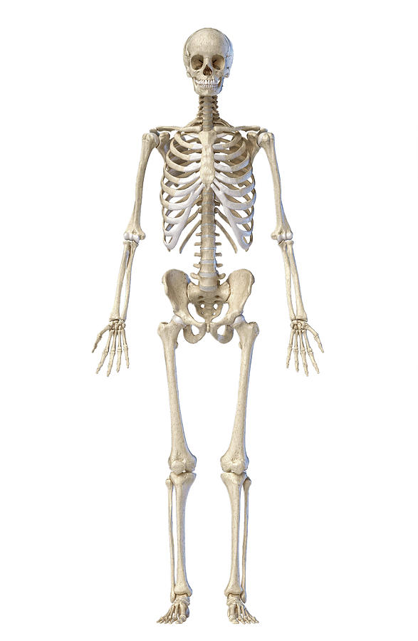 Detail Image Of A Skeleton Nomer 18