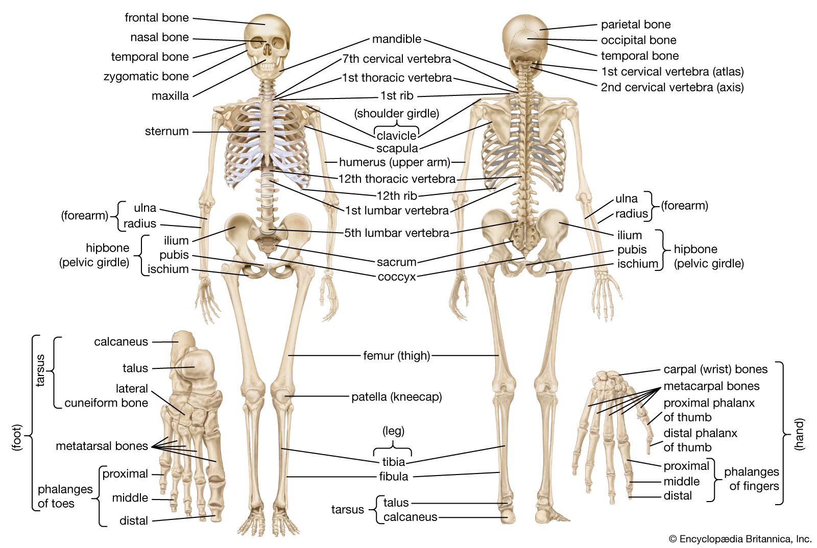 Detail Image Of A Skeleton Nomer 34