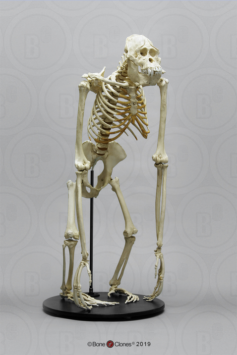 Detail Image Of A Skeleton Nomer 37