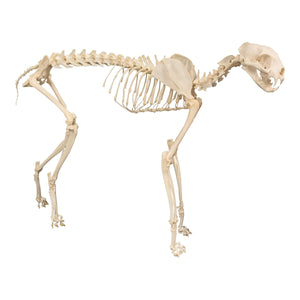 Detail Image Of A Skeleton Nomer 38