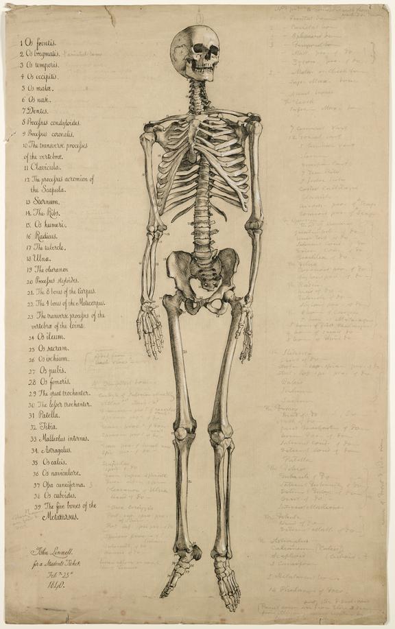 Detail Image Of A Skeleton Nomer 42