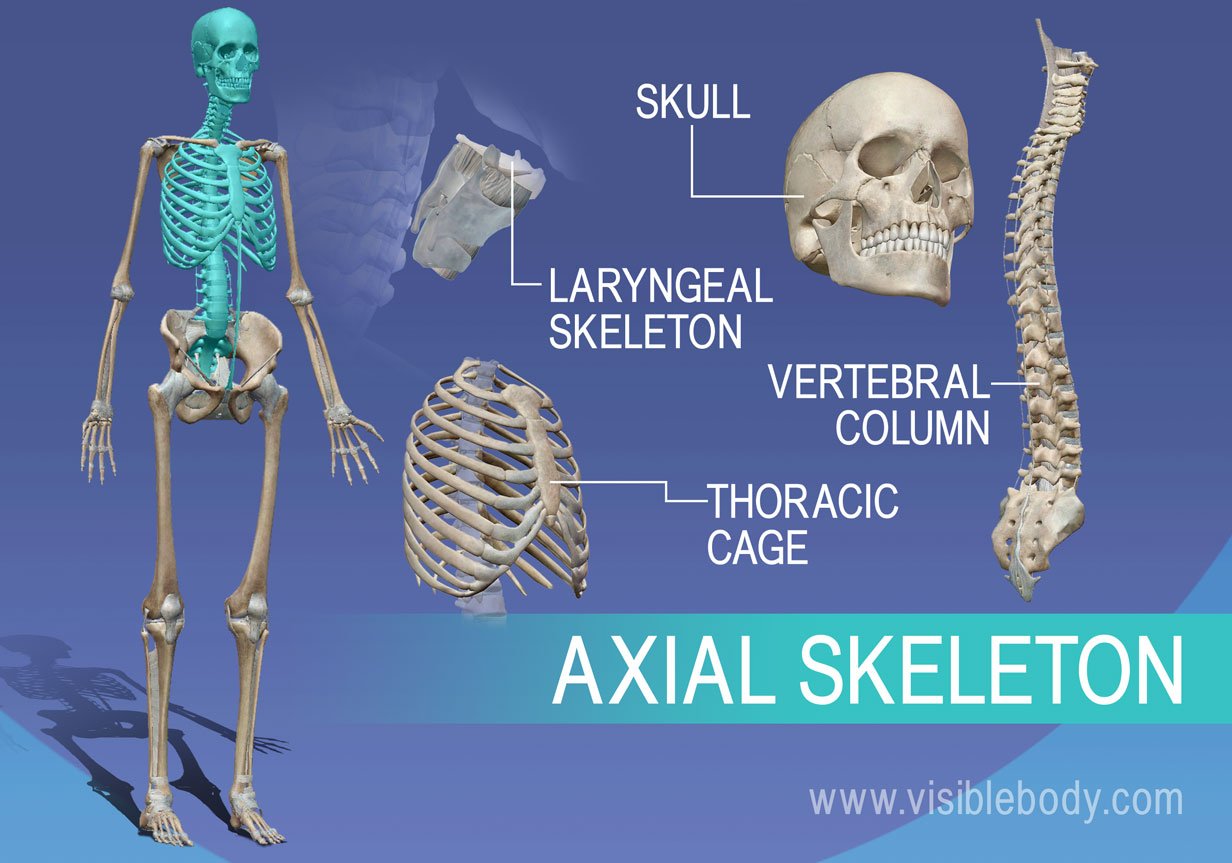 Detail Image Of A Skeleton Nomer 45