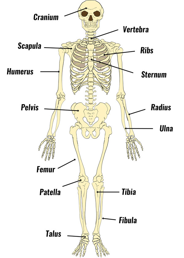 Detail Image Of A Skeleton Nomer 46