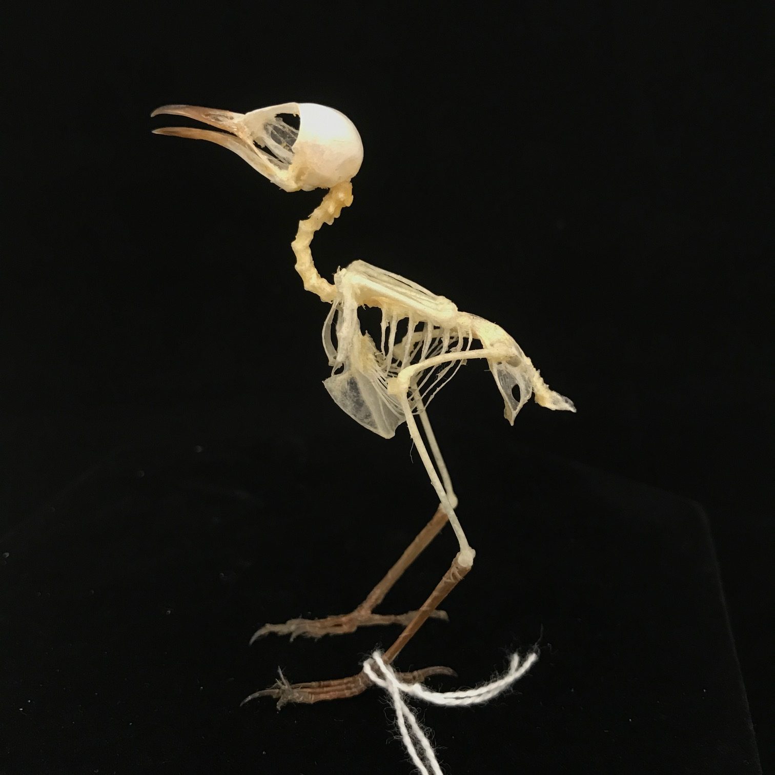 Detail Image Of A Skeleton Nomer 48