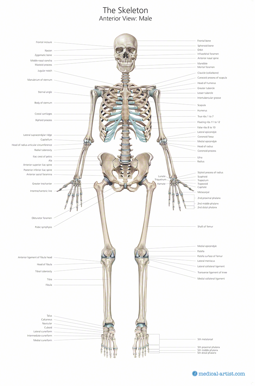 Detail Image Of A Skeleton Nomer 56