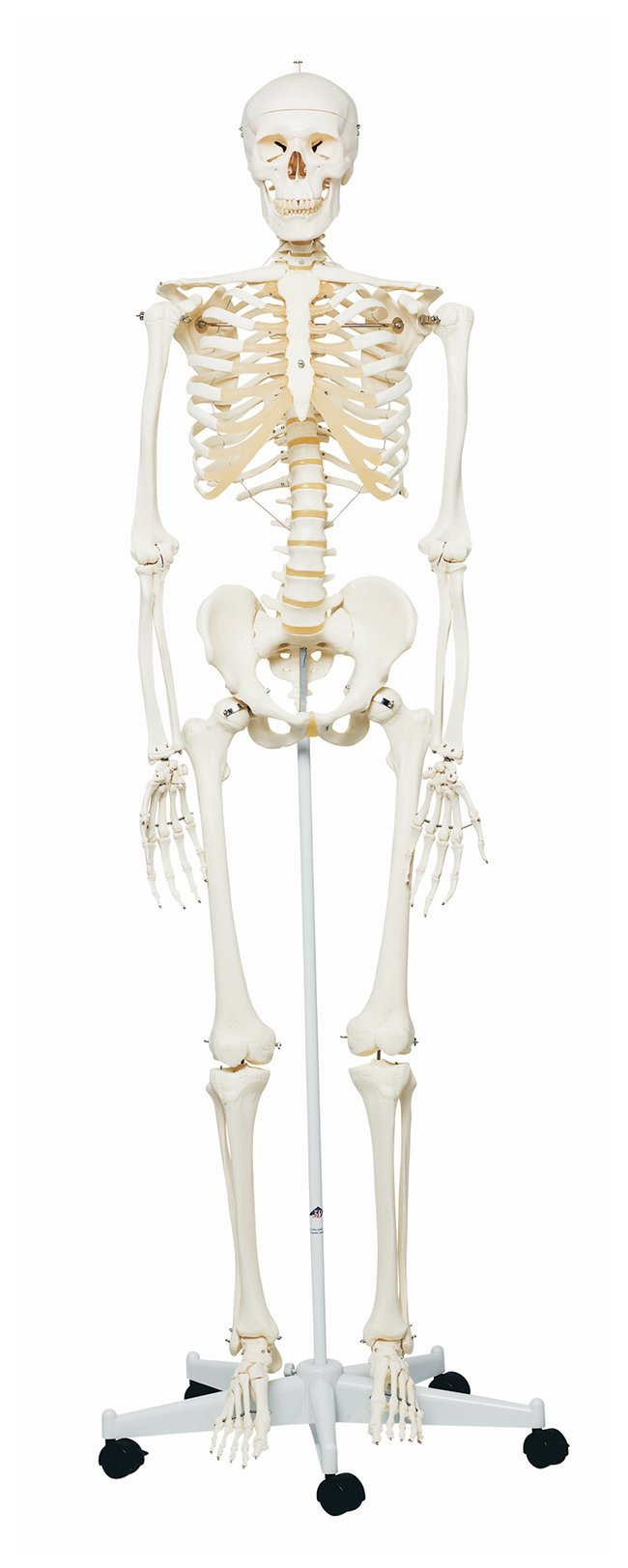Detail Image Of A Skeleton Nomer 57