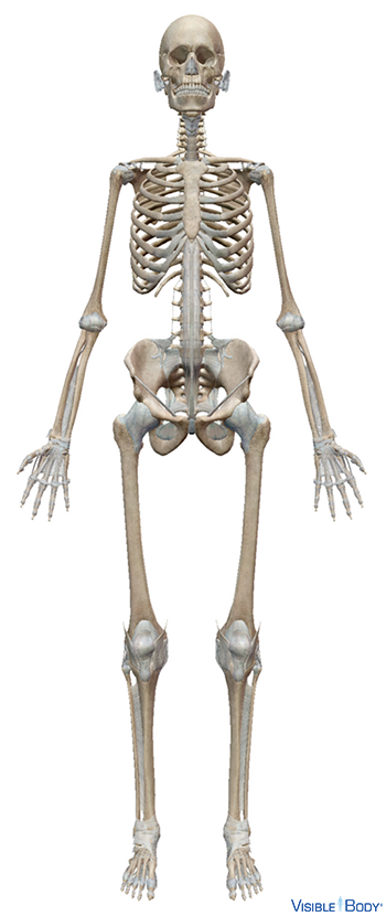 Detail Image Of A Skeleton Nomer 9