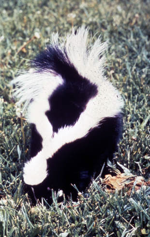 Detail Image Of A Skunk Nomer 50
