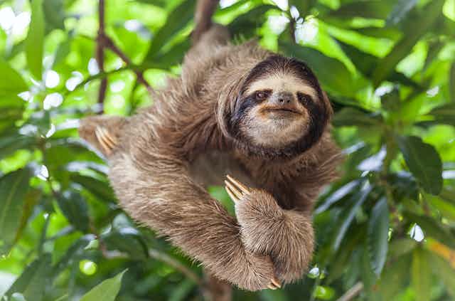 Detail Image Of A Sloth Nomer 14