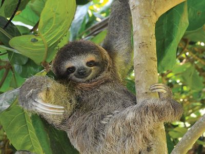 Detail Image Of A Sloth Nomer 4