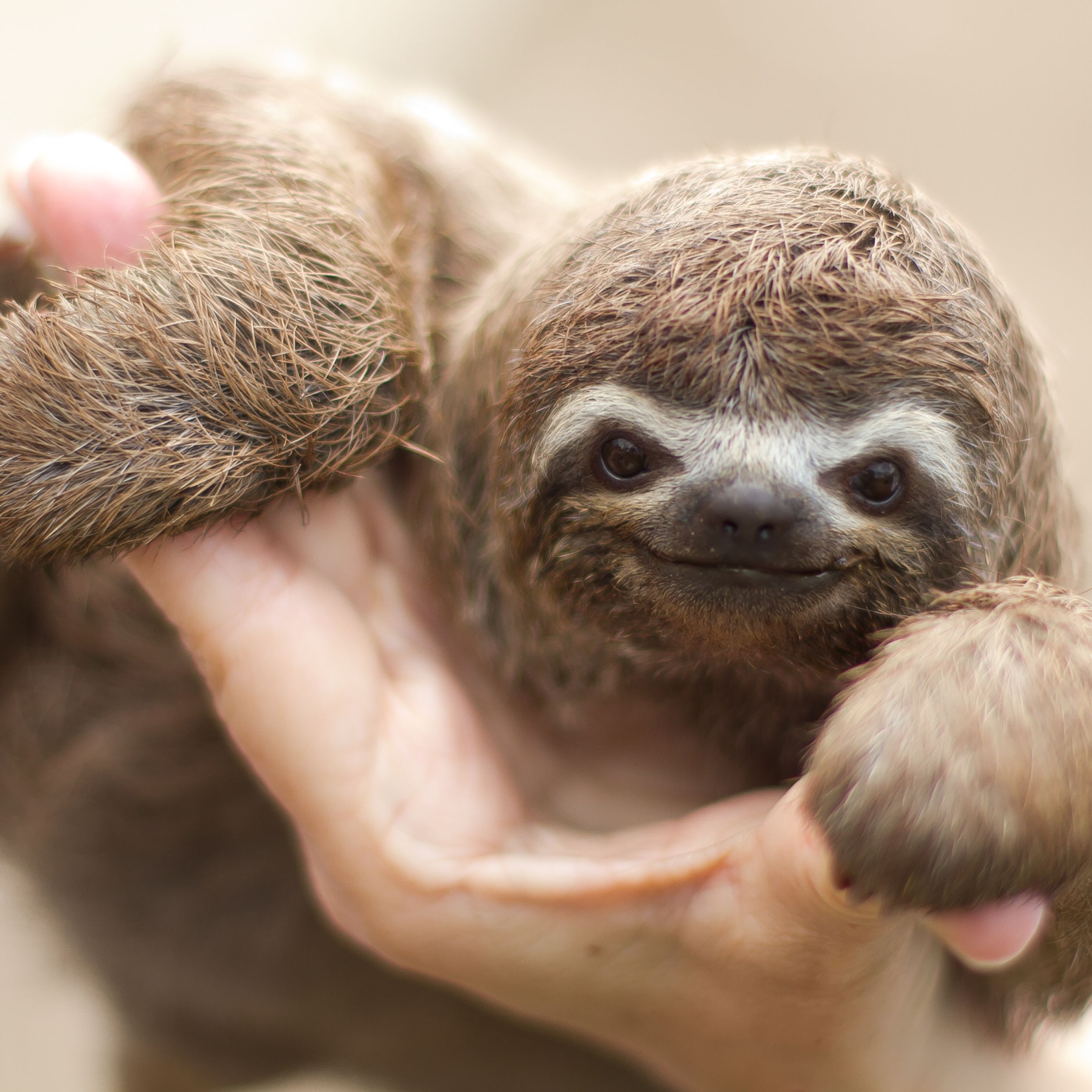 Detail Image Of A Sloth Nomer 38