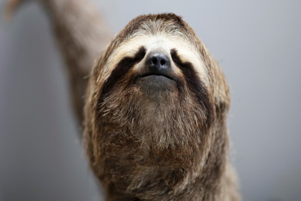 Download Image Of A Sloth Nomer 40