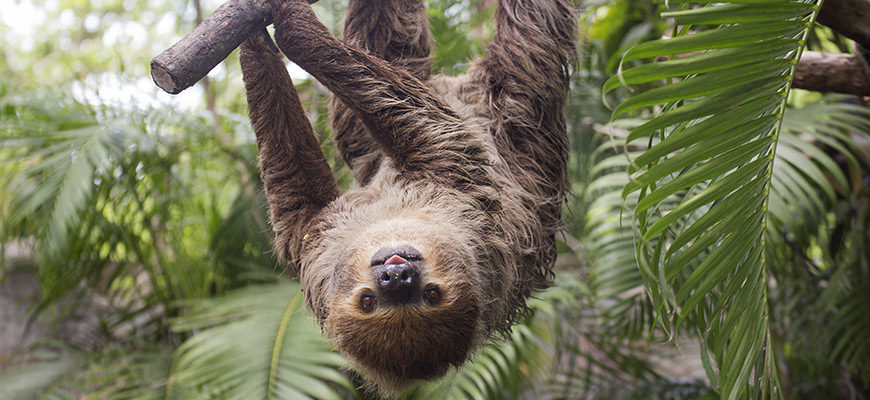 Detail Image Of A Sloth Nomer 58