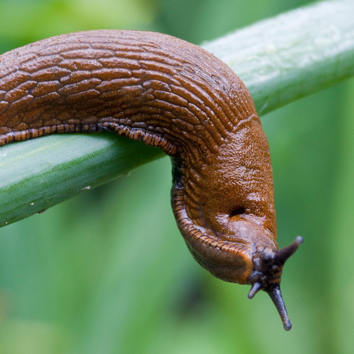 Image Of A Slug - KibrisPDR