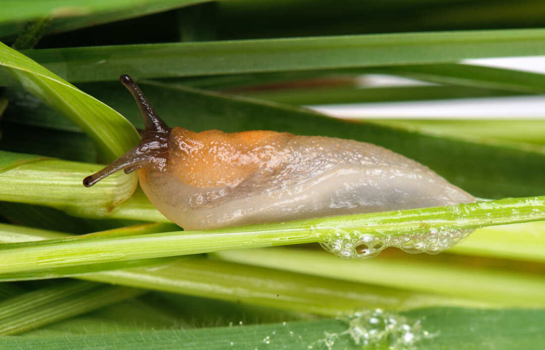 Detail Image Of A Slug Nomer 29