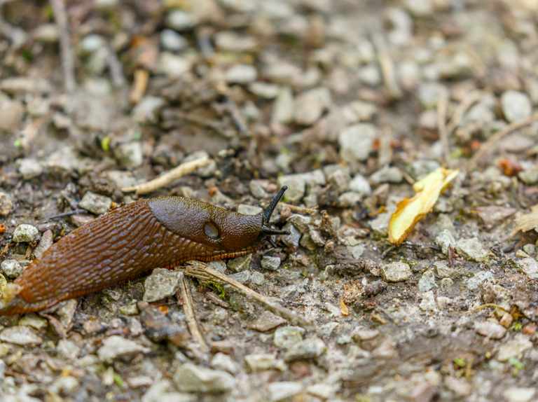 Detail Image Of A Slug Nomer 36
