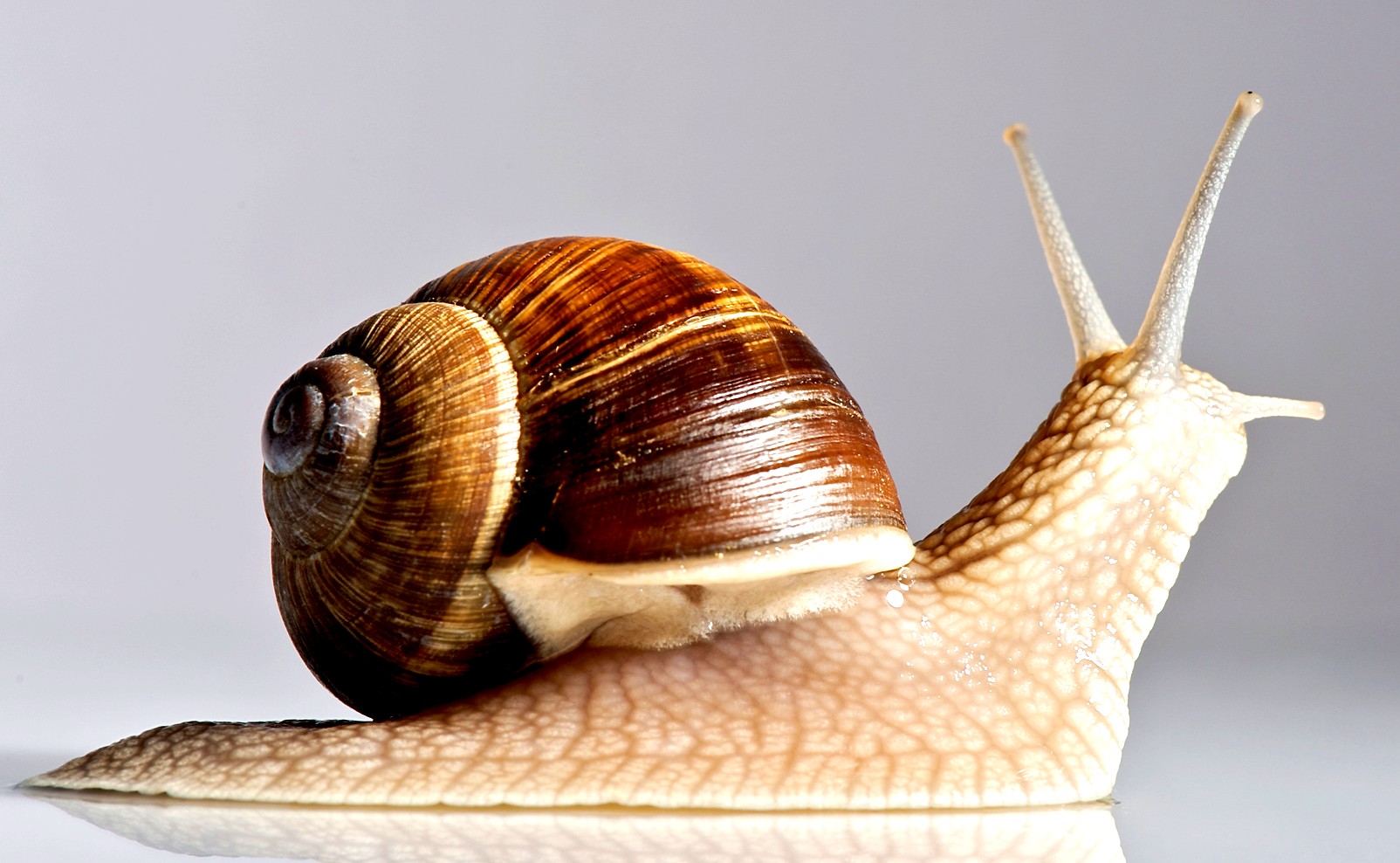 Detail Image Of A Snail Nomer 2