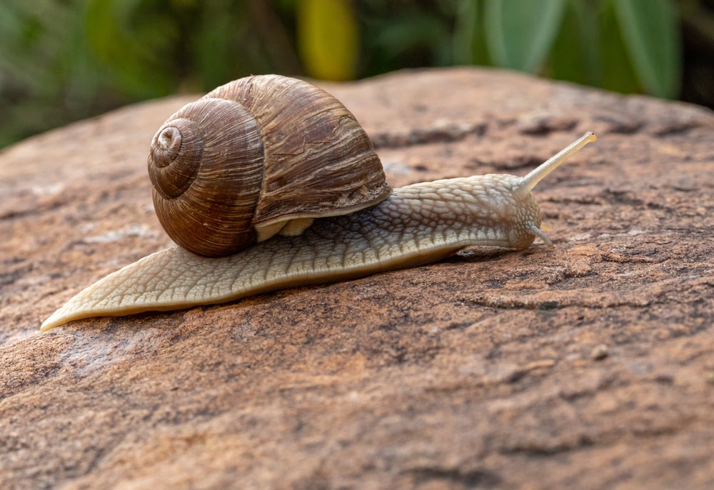 Detail Image Of A Snail Nomer 18