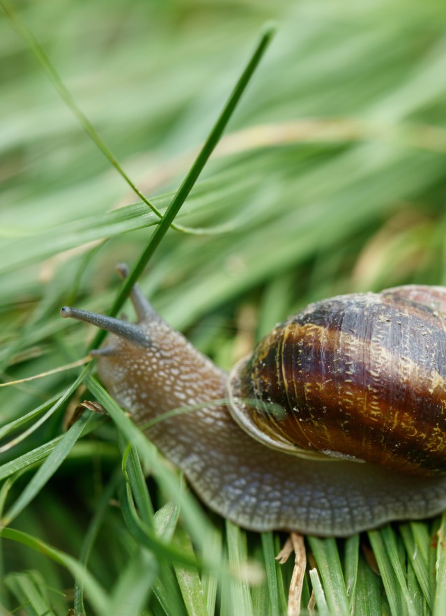 Detail Image Of A Snail Nomer 19