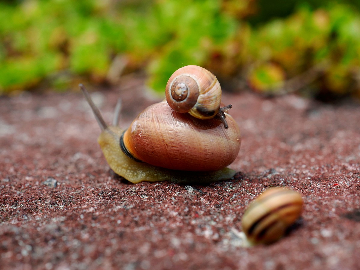 Detail Image Of A Snail Nomer 21