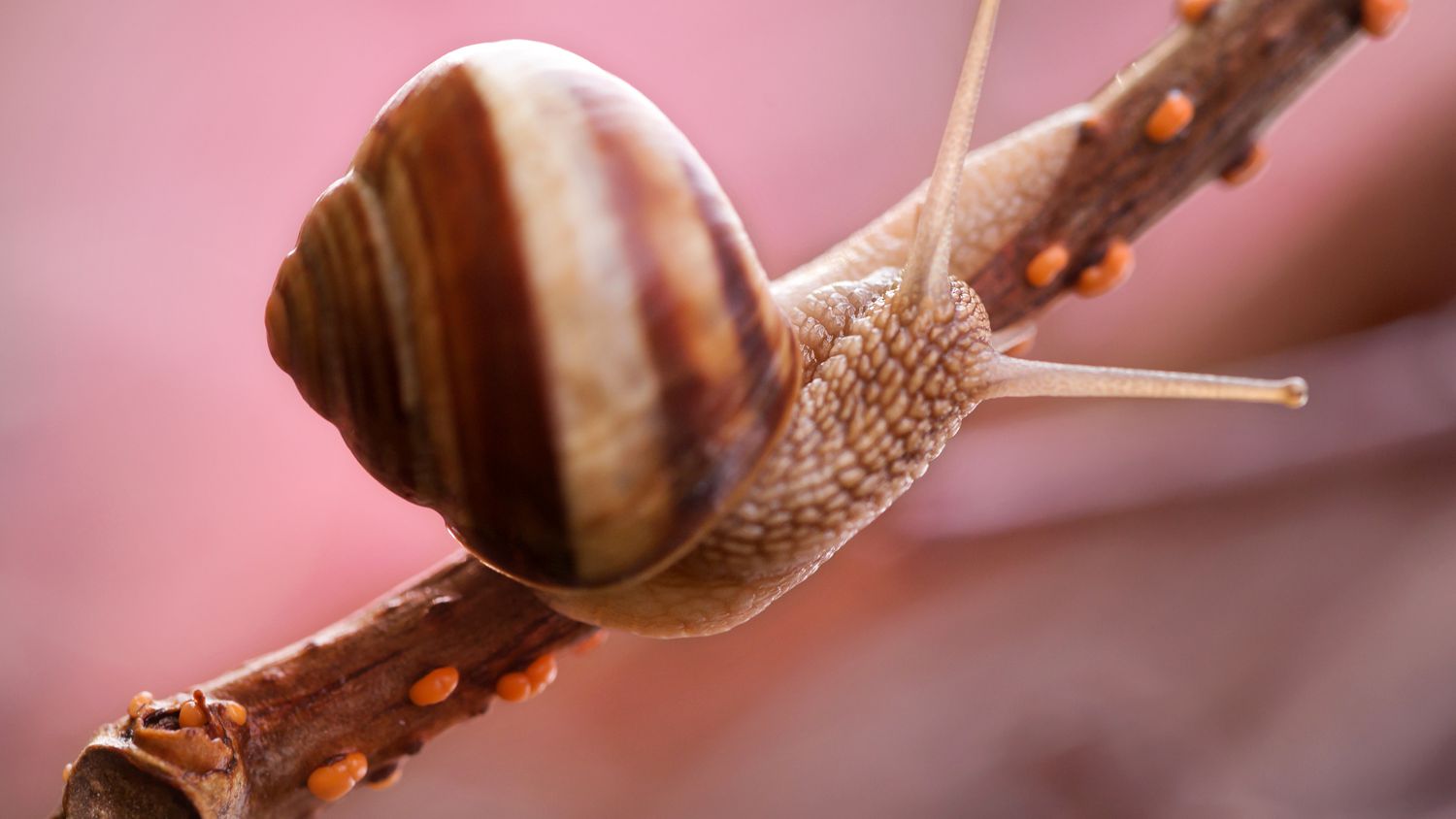 Detail Image Of A Snail Nomer 28