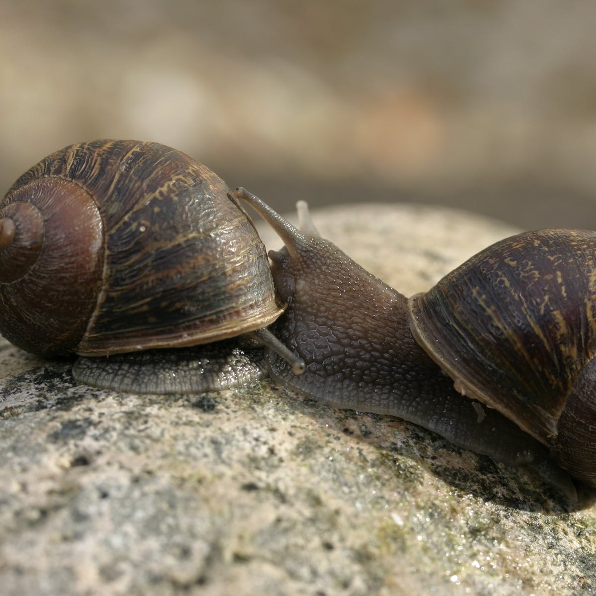 Detail Image Of A Snail Nomer 32