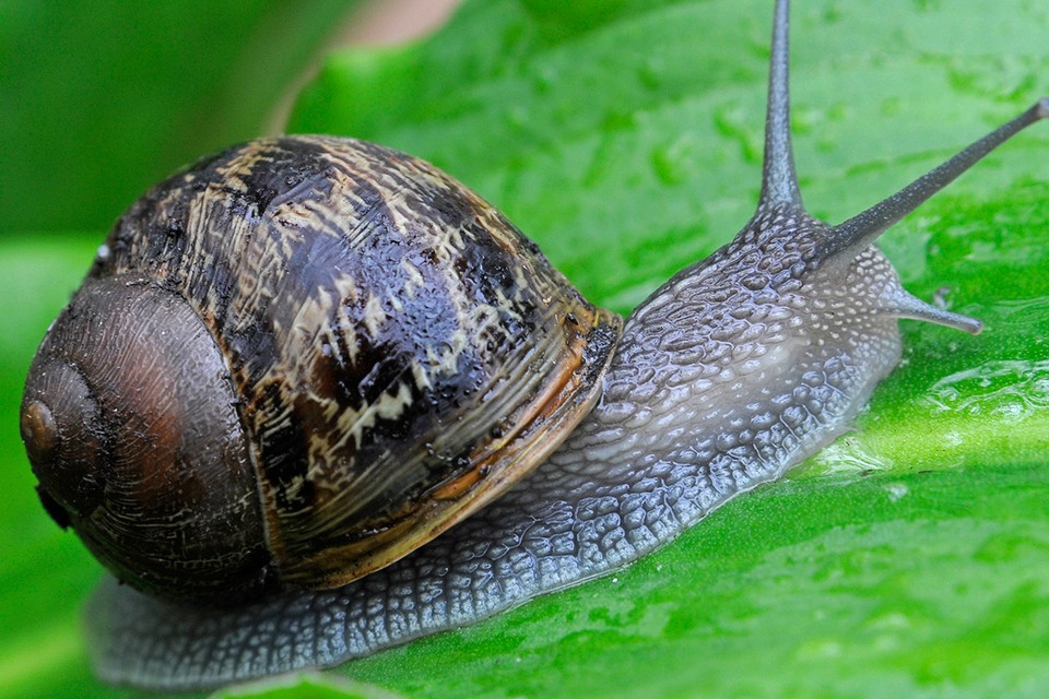 Detail Image Of A Snail Nomer 35