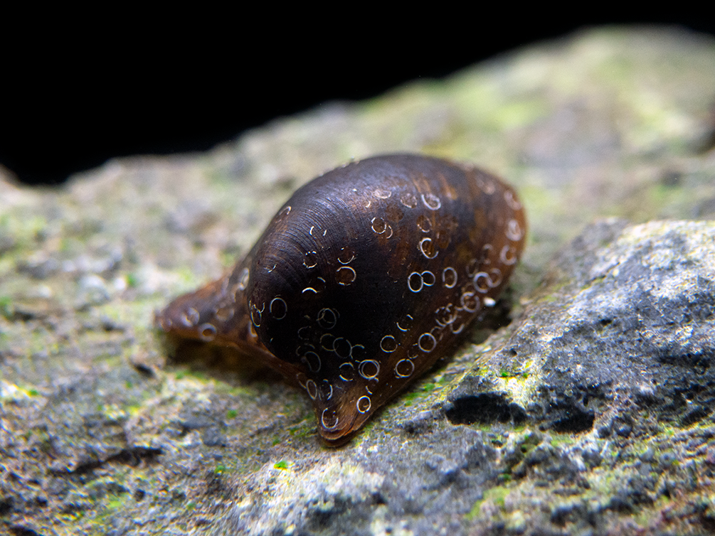 Detail Image Of A Snail Nomer 40