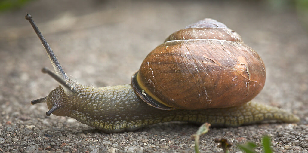 Detail Image Of A Snail Nomer 49