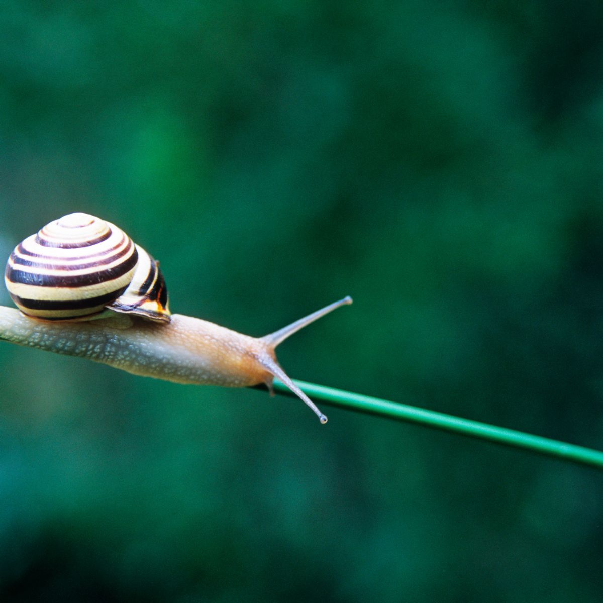 Detail Image Of A Snail Nomer 53