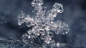 Detail Image Of A Snowflake Nomer 48