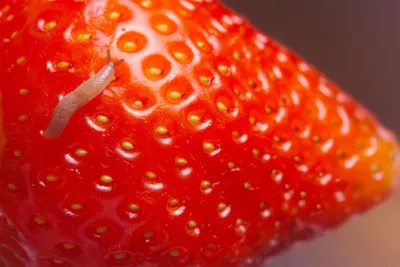 Detail Image Of A Strawberry Nomer 58