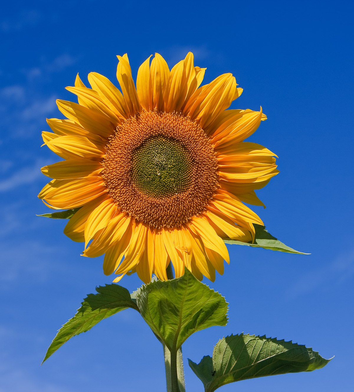 Image Of A Sunflower - KibrisPDR