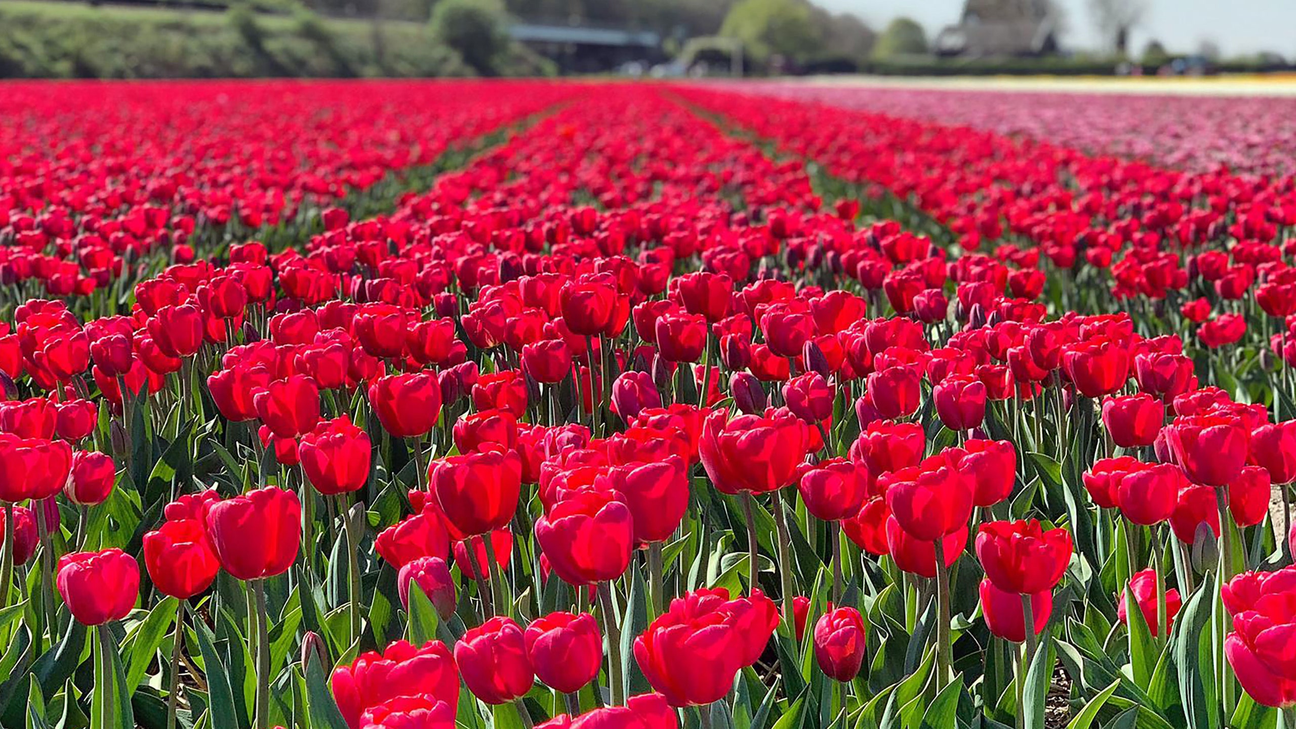 Detail Image Of A Tulip Nomer 34