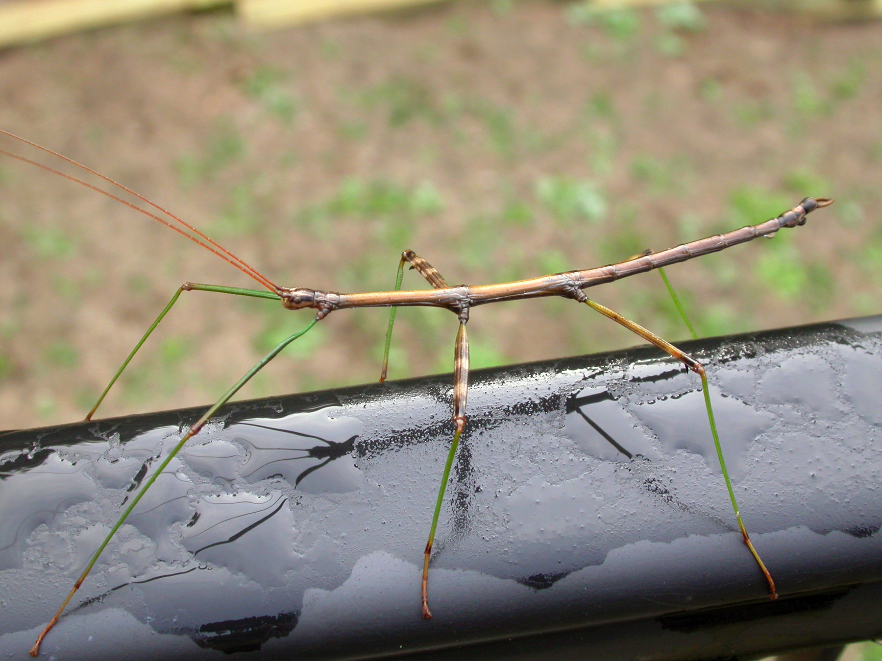 Detail Image Of A Walking Stick Nomer 2