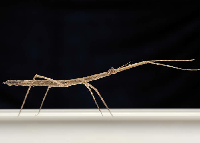 Detail Image Of A Walking Stick Nomer 15